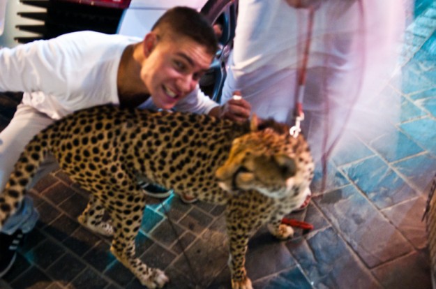 cheeta-013