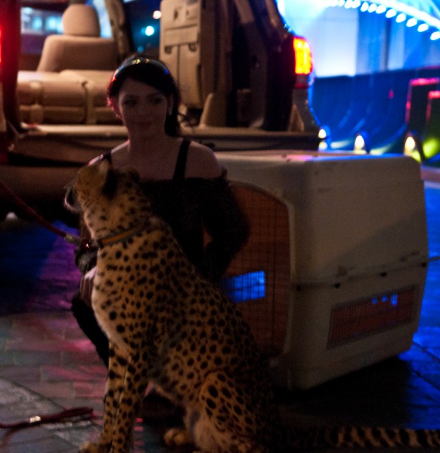 cheeta-031